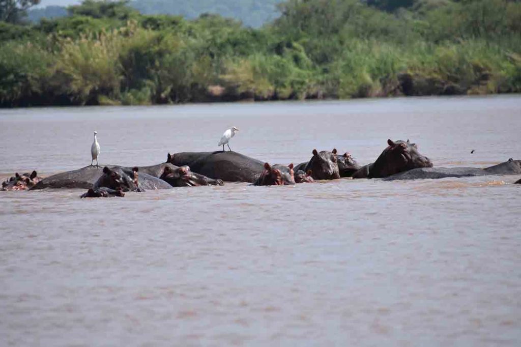 Hippopotames Zambeze
