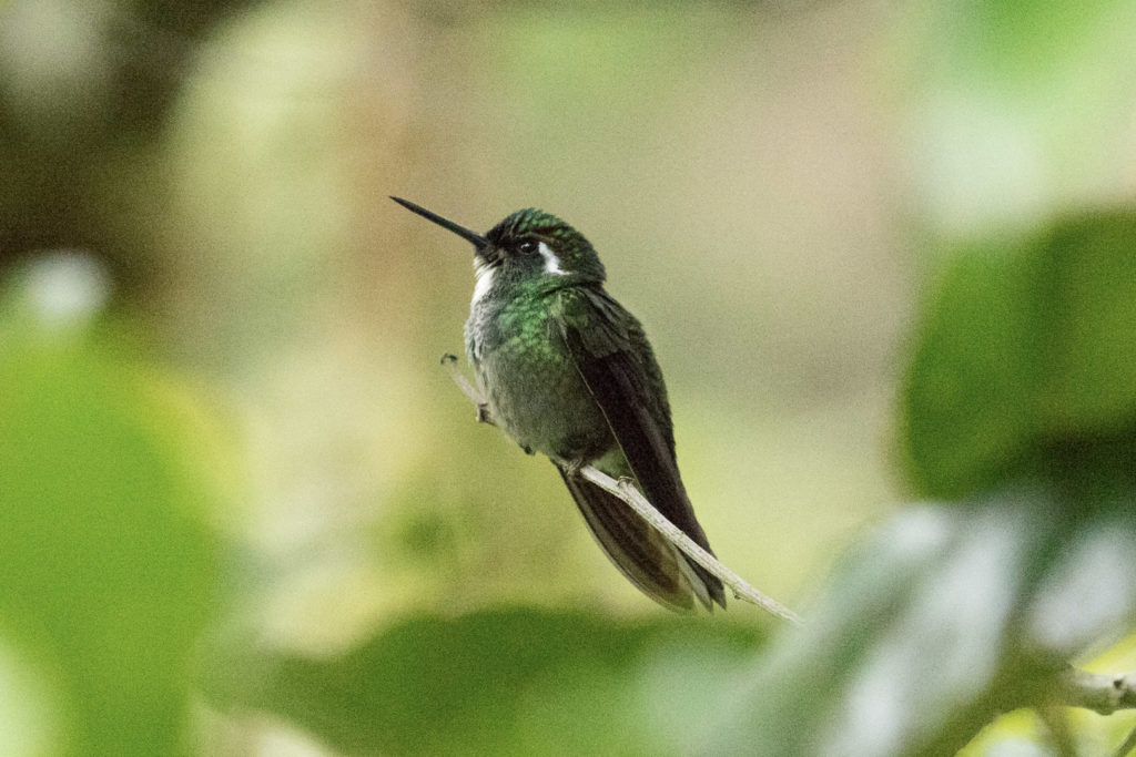 Oiseau - Costa Rica