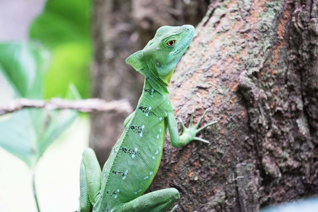 Iguane vert Costa Rica