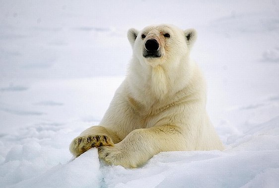 Ours polaire - Arctique