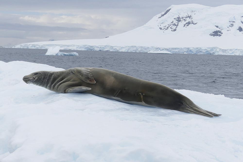 Phoque-wedell-antarctique