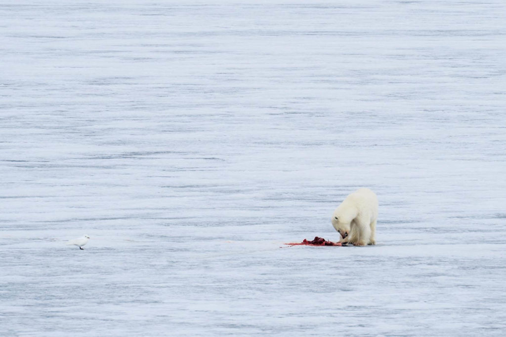 Croisières Spitzberg - Observation ours polaires