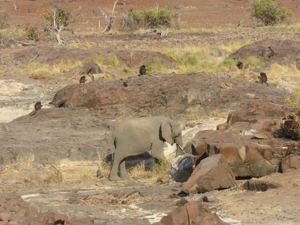 Circuit Namibie éléphant