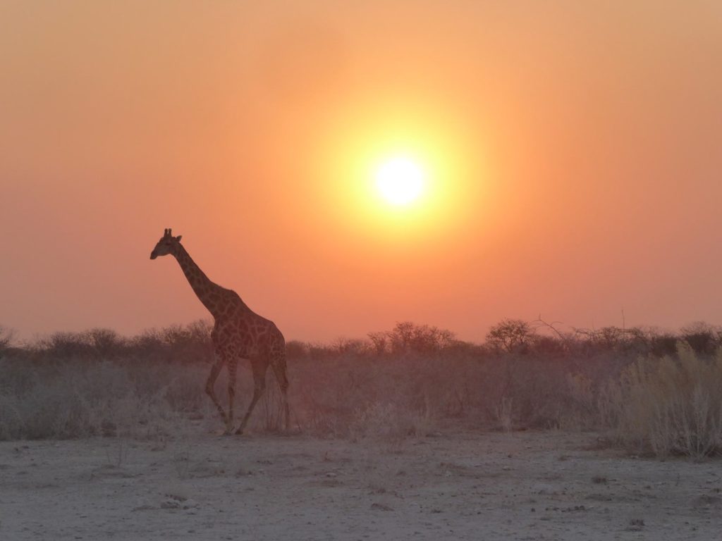 Circuit Namibie girafe