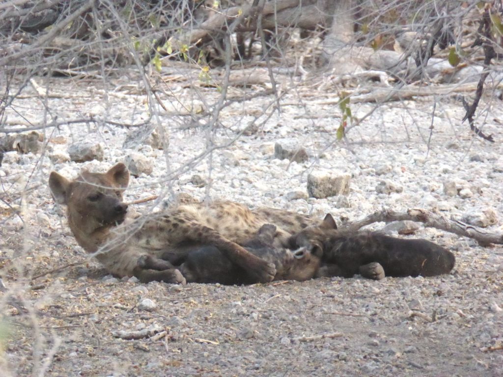 Circuit Namibie hyènes