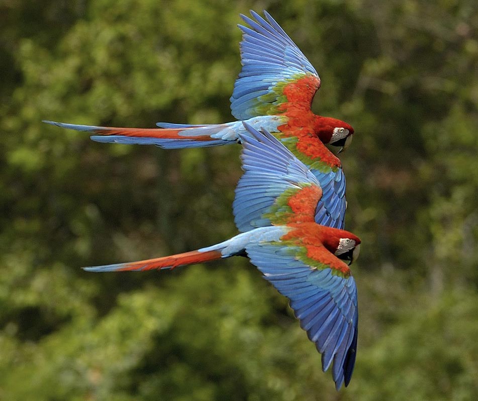 Découverte des perroquets à Manaus en Amazonie