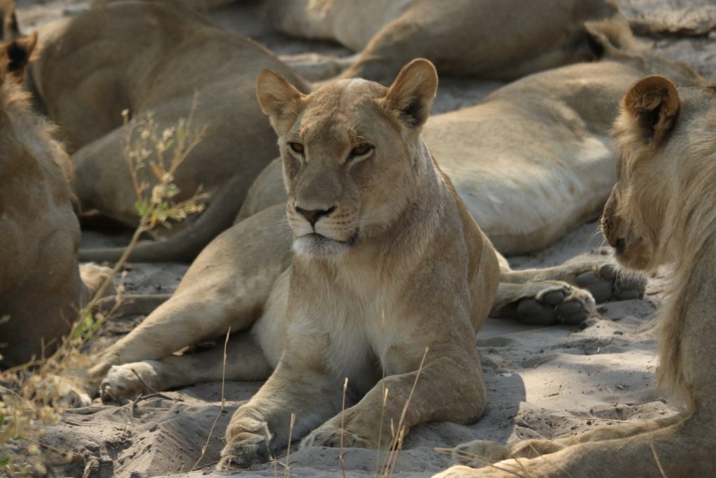 Safari Lions
