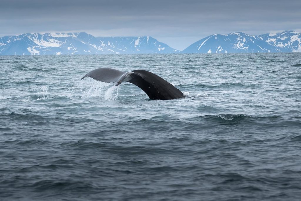 Découverte d'une baleine lors de la croisière au Groenland