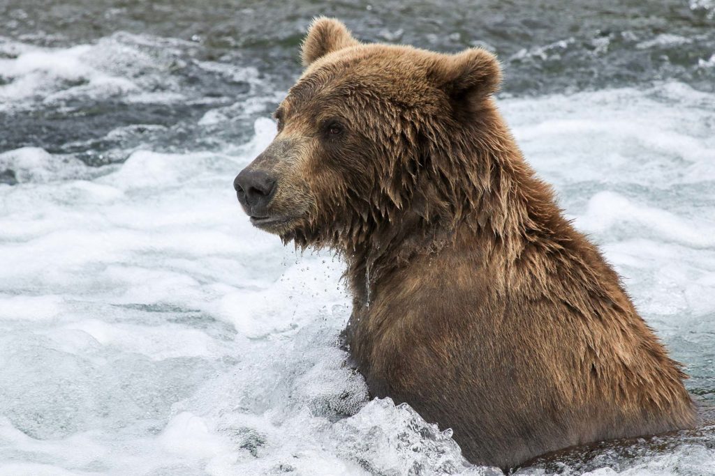 Observation des grizzlys en Alaska