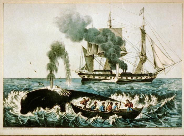 Chasse baleine bateaux usine