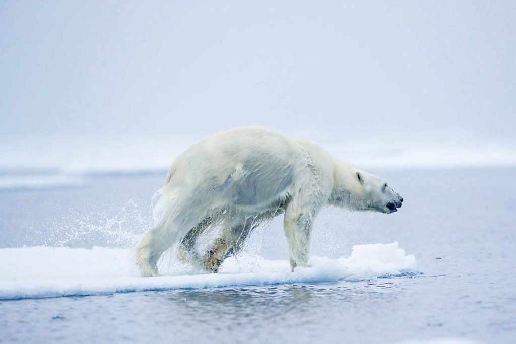 Découverte de l'ours polaire lors d'une croisière au Spitzberg