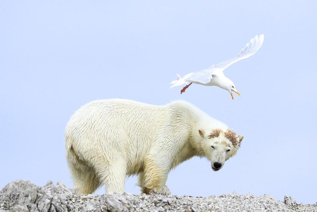 ours polaire et mouette-spitzberg