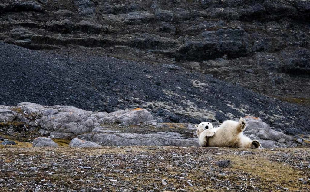 ours polaire au spitzberg