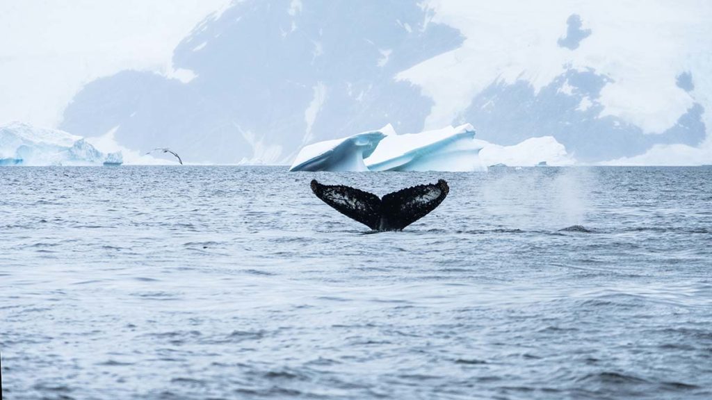 Baleine - Croisière Antarctique