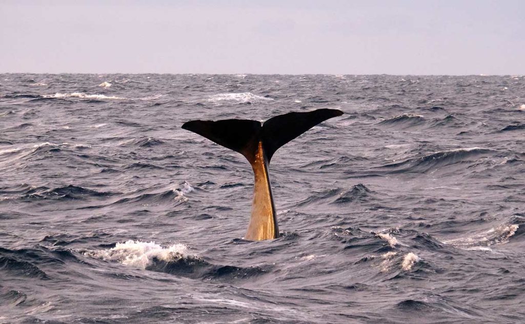 Baleine - Croisière en Laponie