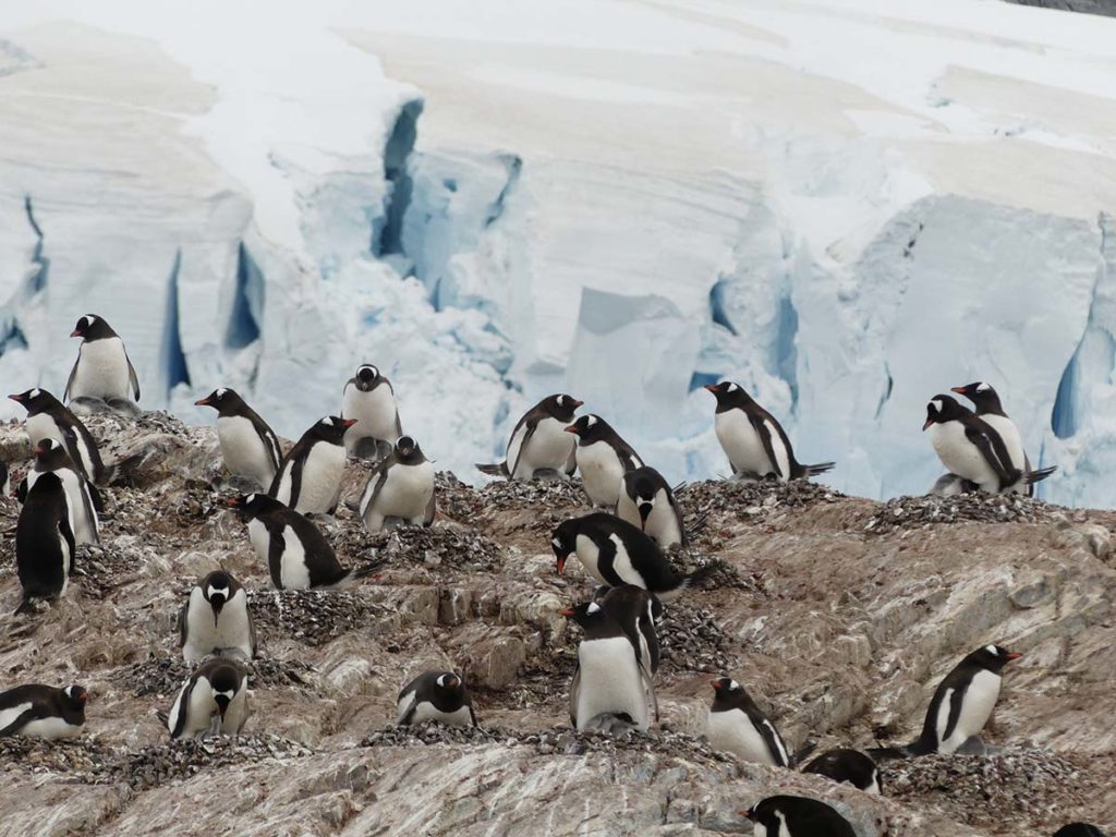 Découverte des manchots Papous sur l'ile de Cuverville en Antarctique