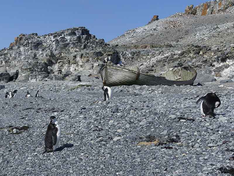 Half Moon Island - croisière Antarctique
