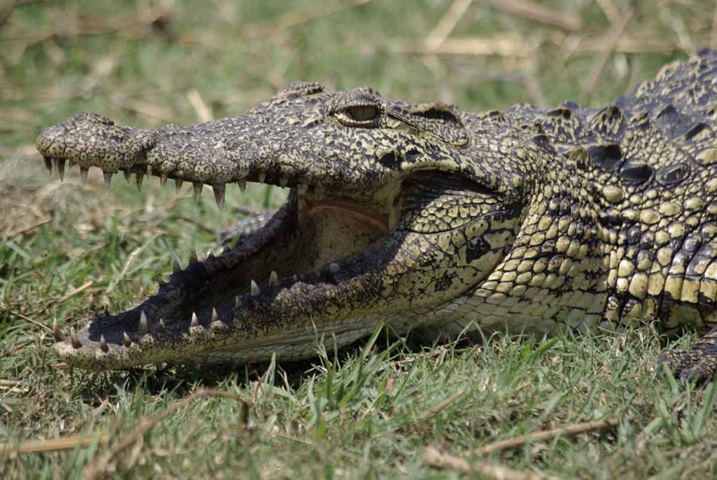 Crocodile - Ouganda