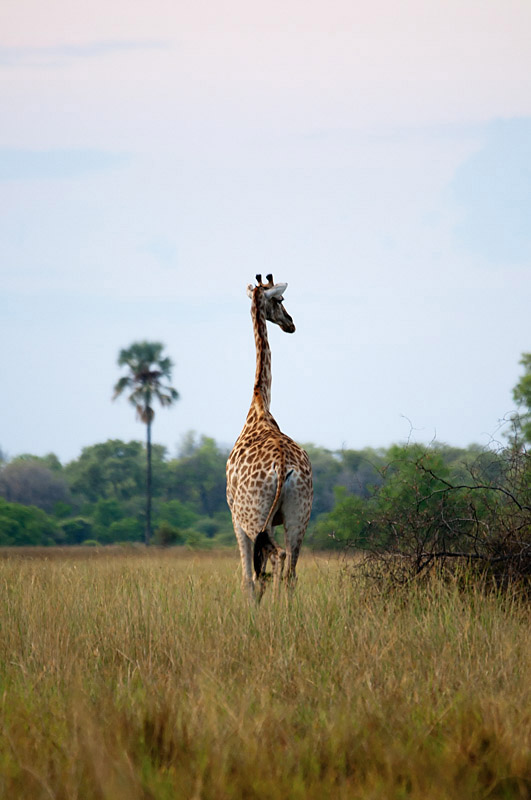Giraphe - Ouganda