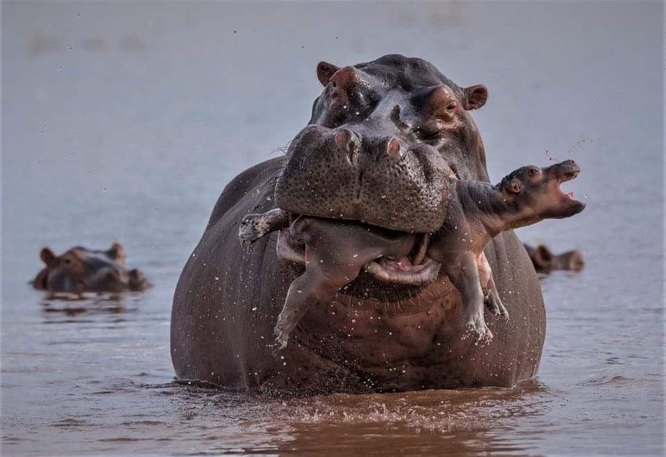 Hippopotames - Circuit Afrique