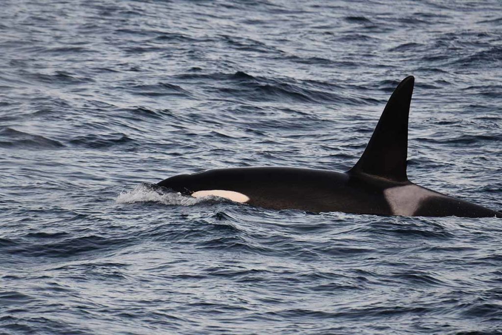 Orques - croisière en Laponie
