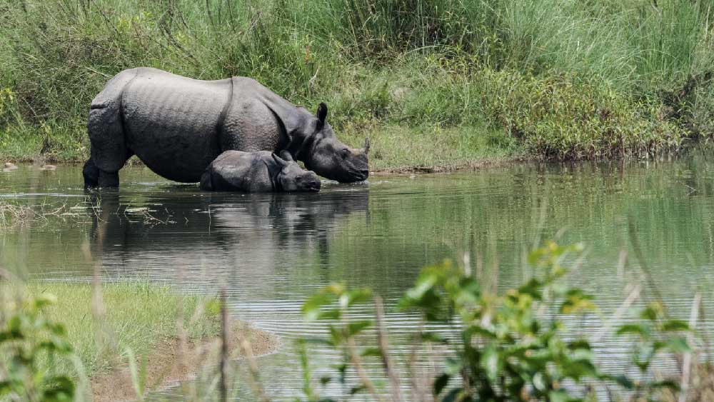 Rhinoceros Nepal