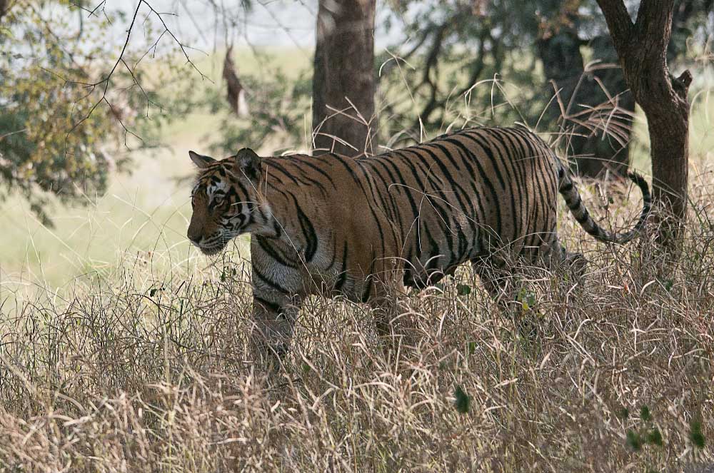 Tigre Nepal