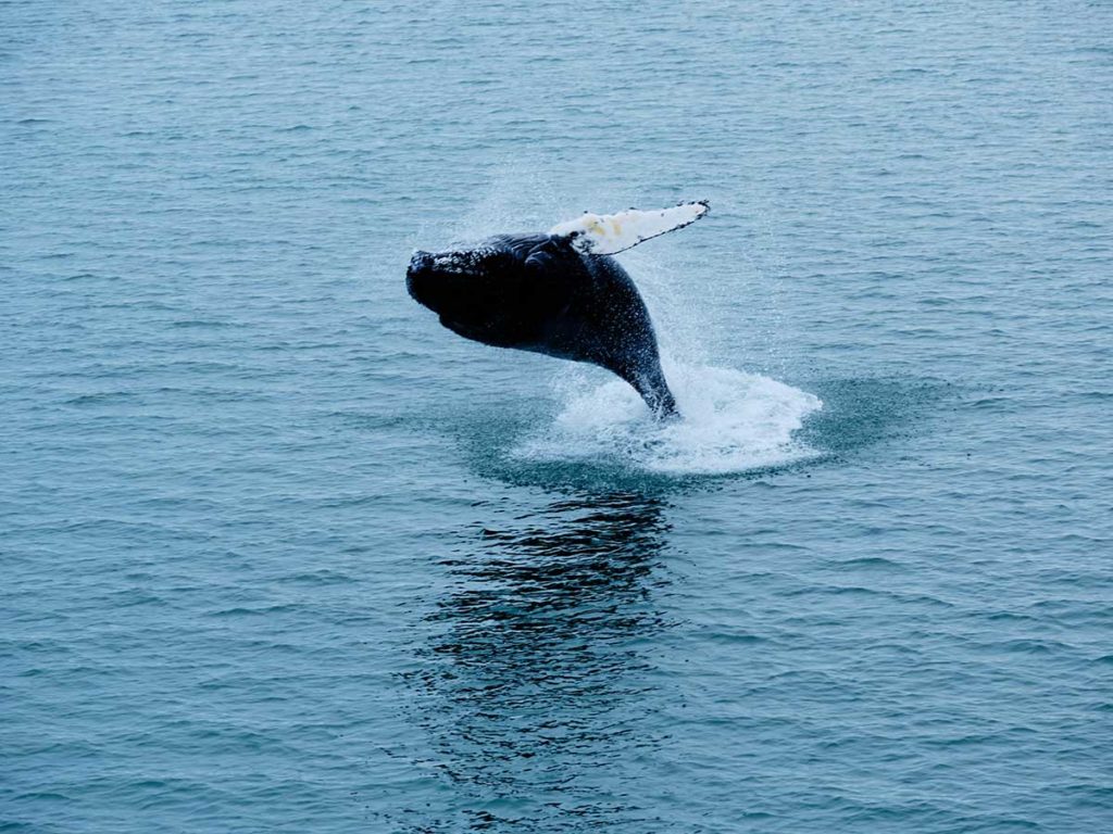 Baleine à bosse - Arctique