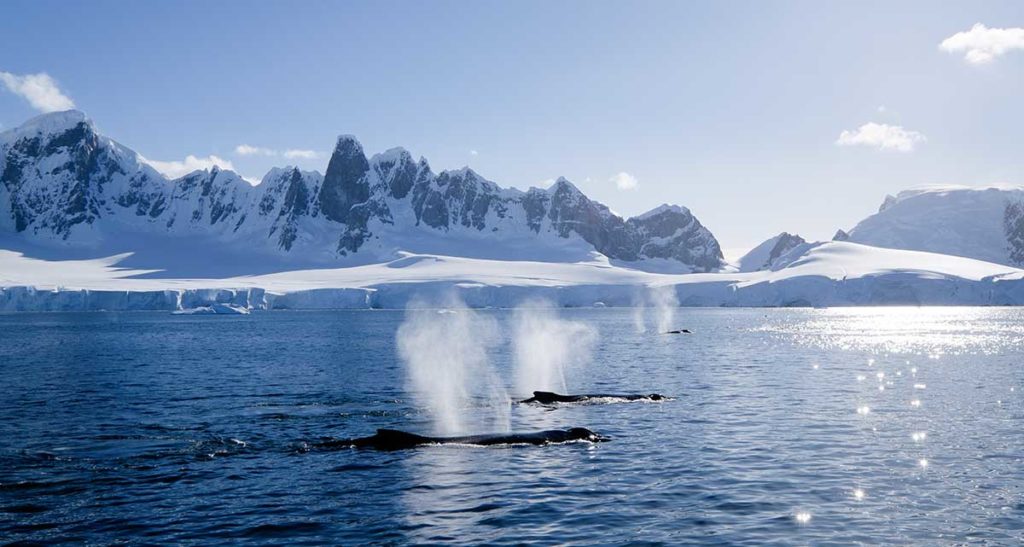 Baleines à bosses - Antarctique