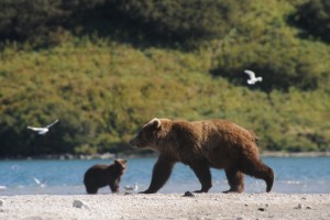 Grands Espaces - Ours Bruns