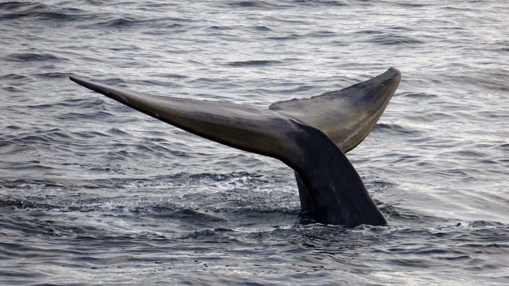 Grands Espaces - baleine