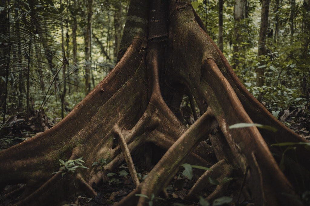 Amazonie