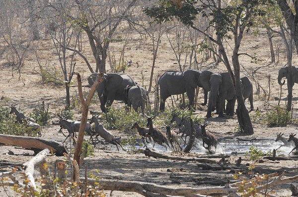 Grands Espaces - Éléphants