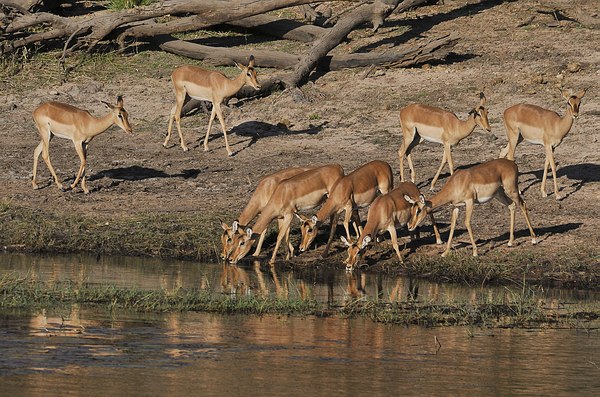 Grands Espaces - Afrique Australe