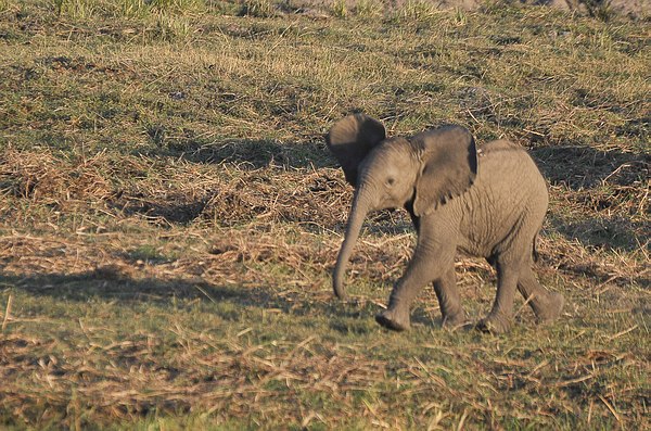 Grands Espaces - Afrique Australe