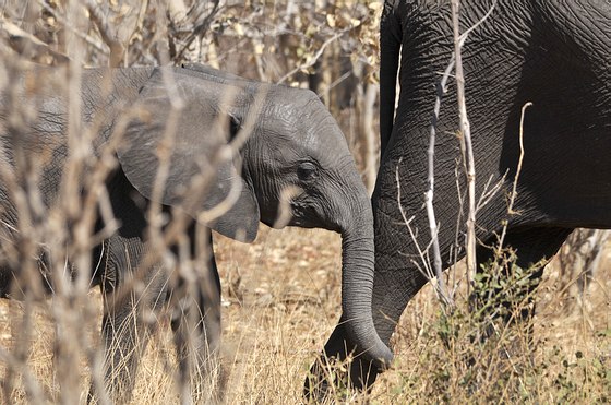 Grands Espaces - Éléphants