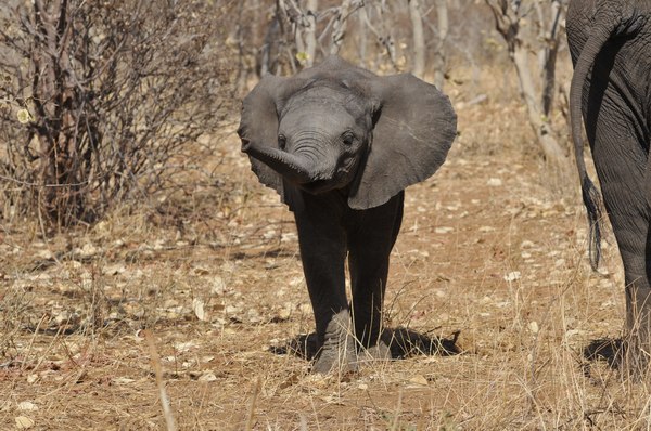 Grands Espaces - Éléphants