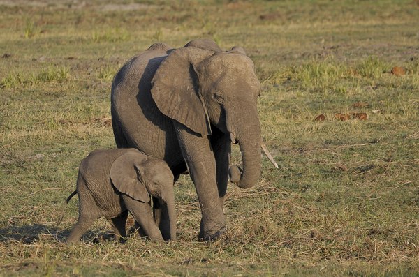 Grands Espaces - Afrique Australe