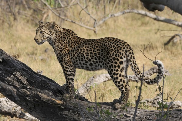 Grands Espaces - Afrique Australe