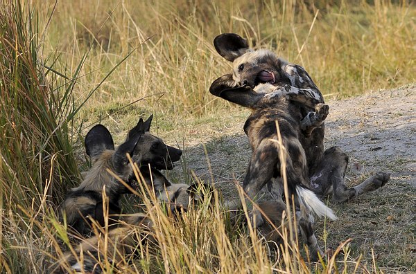 Grands Espaces - Afrique Australe