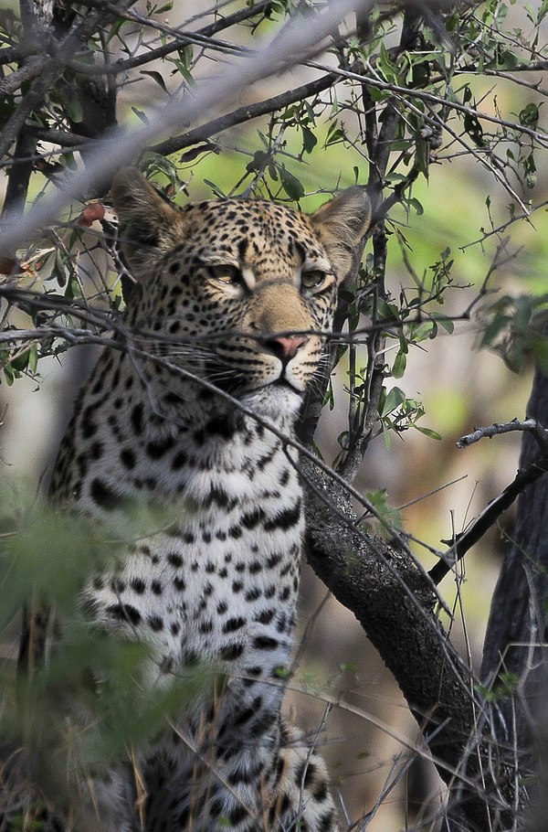 Grands Espaces - Afrique Australe