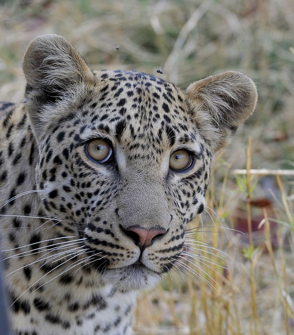 Grands Espaces - Afrique Australe