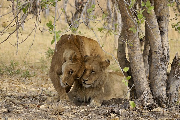 Grands Espaces - Afrique Australe