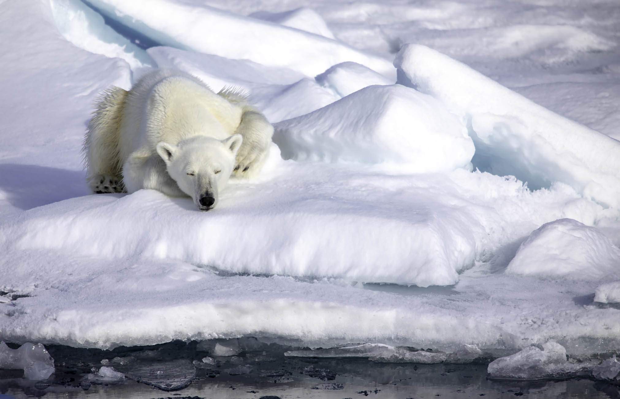 Ours polaire - Croisière Arctique