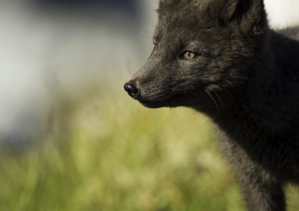 Le renard polaire ou renard bleu à la fourrure blanche en hiver