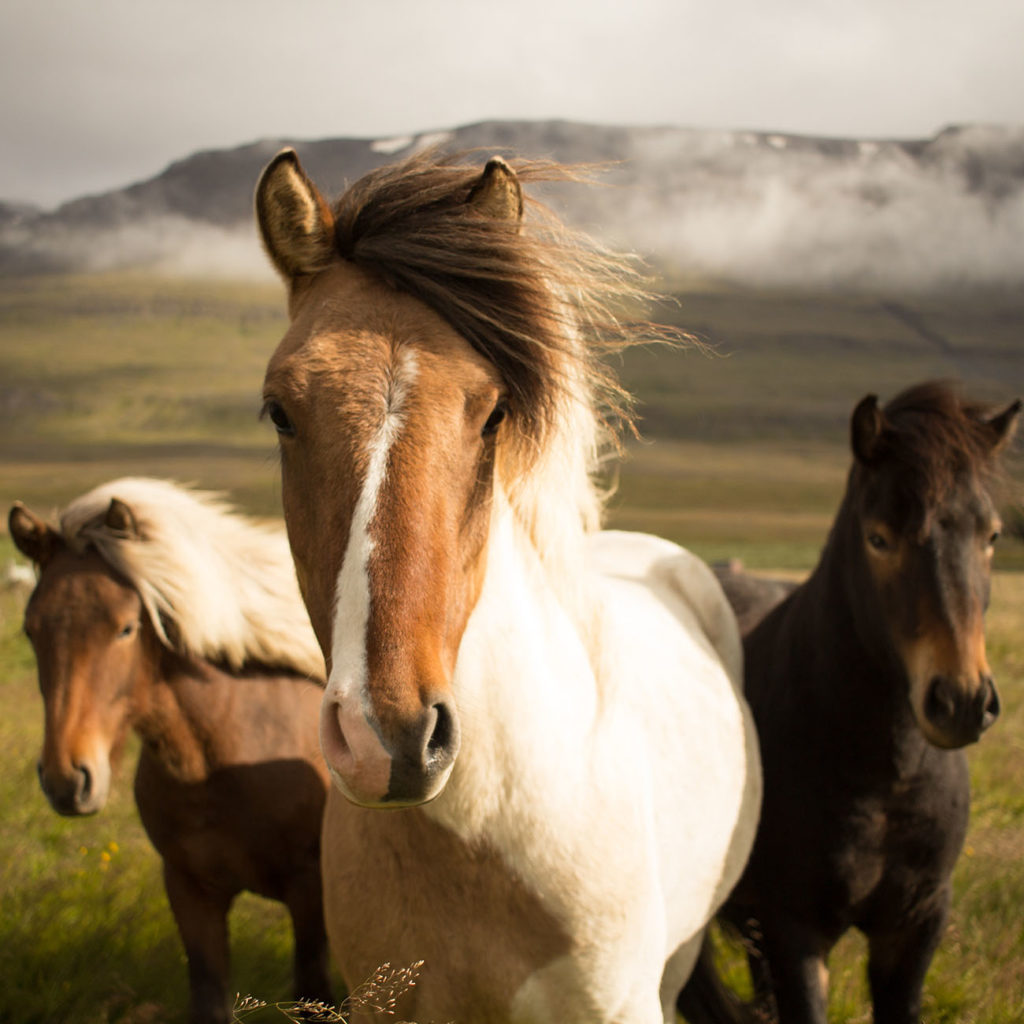 Chevaux Islande