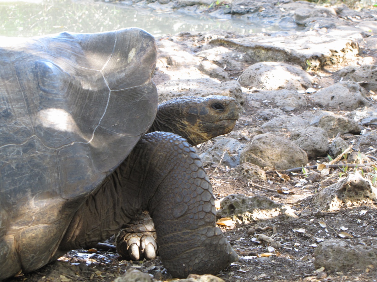 Grands Espaces - Galapagos