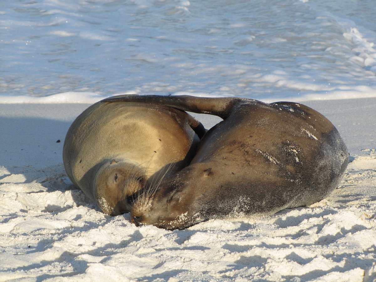 Grands Espaces - Galapagos