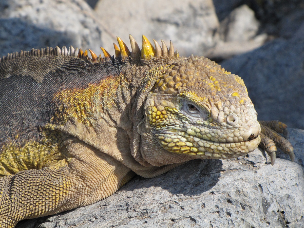 Grands Espaces - Galapagos