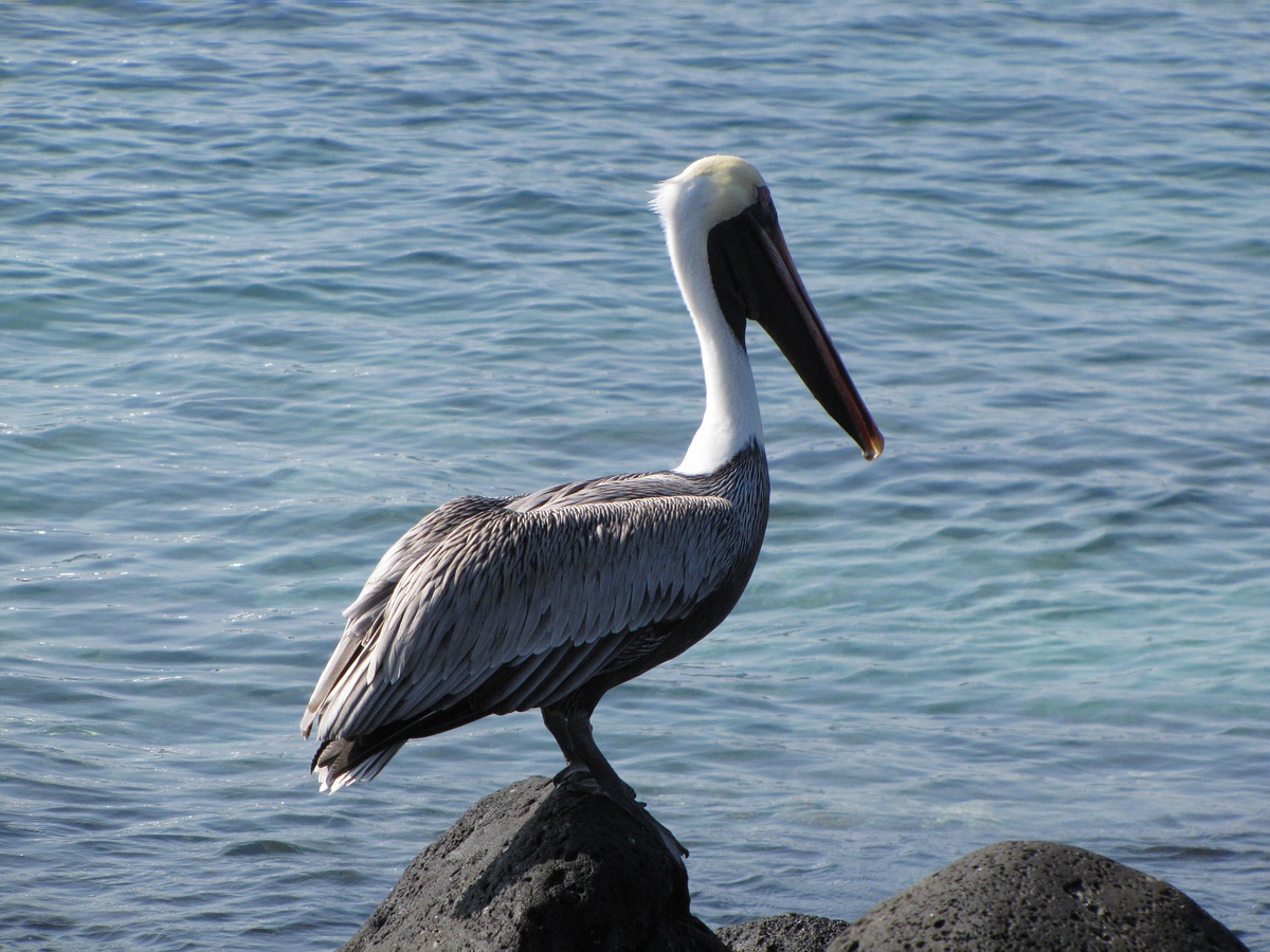 Grands Espaces - Galapagos